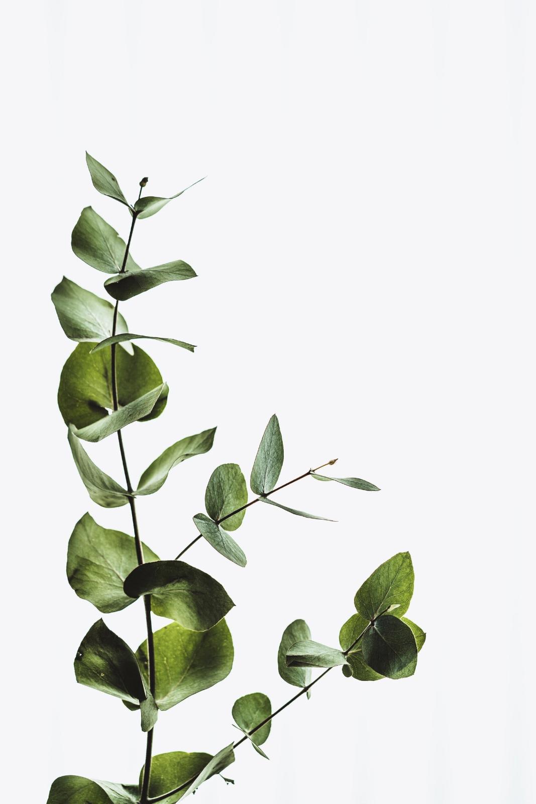 unnamed image